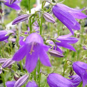 Campanula collina – Bild 4