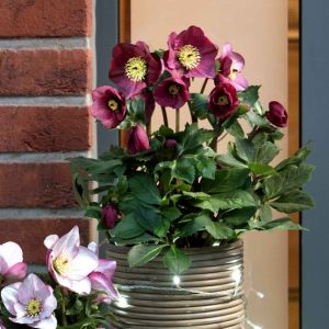 Helleborus x lemperii HGC ® Winter Ballet Leila – Bild 2