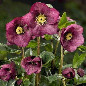 Helleborus x lemperii HGC ® Winter Ballet Leila