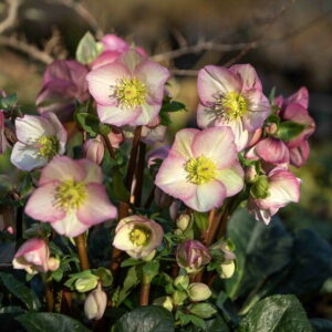 Helleborus x iburgensis Ice N' Roses® ' HGC Rosetta '