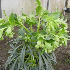 Helleborus foetidus Sopron