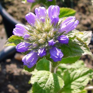 Campanula foliosa – Bild 2
