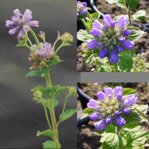 Campanula foliosa
