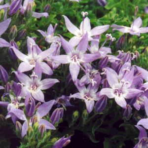 Campanula garganica Erinus Major