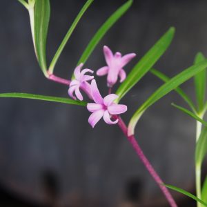 Polygonatum graminifolium – Bild 2