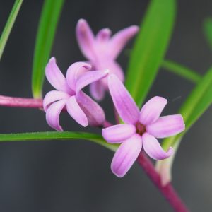 Polygonatum graminifolium