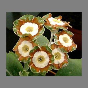 Primula x auricula Green Mustard (F)