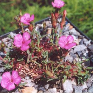 Dianthus haematocalyx	ssp. pindicola