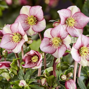 Helleborus x iburgensis Ice N' Roses® ' HGC Carlotta '