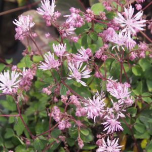 Thalictrum kiusianum