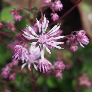 Thalictrum kiusianum – Bild 3