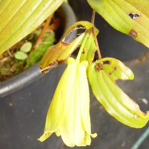 Tricyrtis macrantha var. macranthopsis – Bild 4