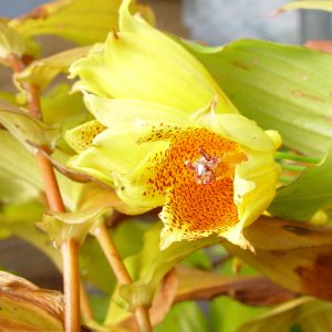 Tricyrtis macrantha var. macranthopsis – Bild 3