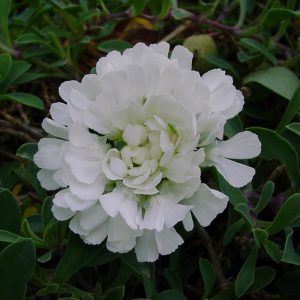 Silene vulgaris ssp. maritima Swan Lake