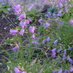 Campanula moravica