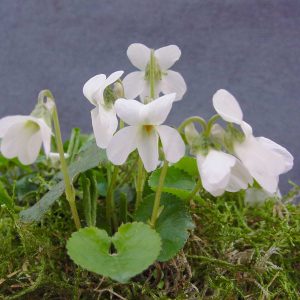 Viola odorata Wismar SP – Bild 2