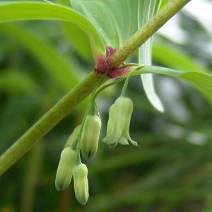 Polygonatum oppositifolium