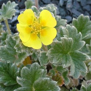 Potentilla hyparctica