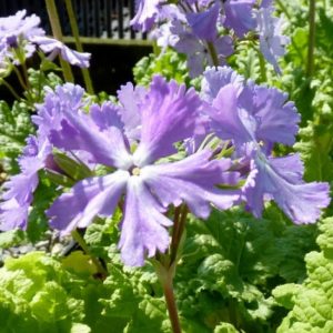Primula sieboldii Purple Dusk