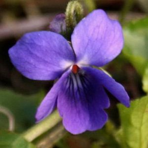 Viola odorata Sally