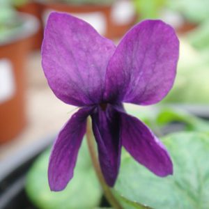 Viola odorata Clive Groves
