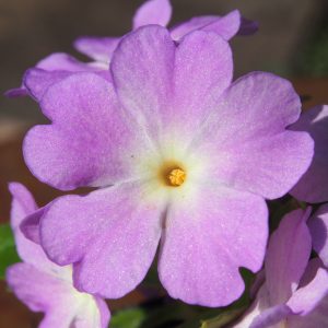 Primula allionii x Pink Arie – Bild 2