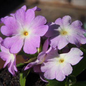 Primula allionii x Pink Arie