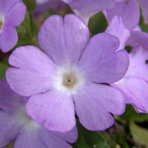 Primula allionii x Saphire – Bild 2