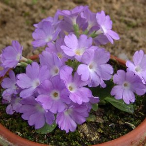 Primula allionii x Saphire