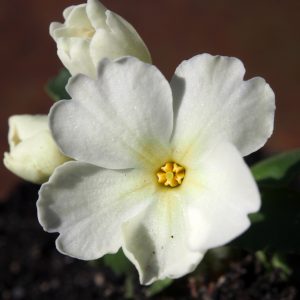 Primula allionii x Tony
