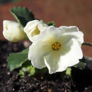 Primula allionii x Tony – Bild 3
