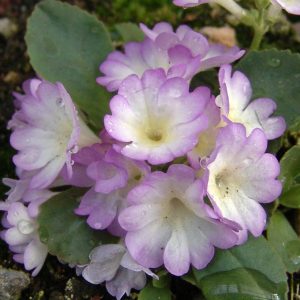 Primula allionii x Whaefedale Ling