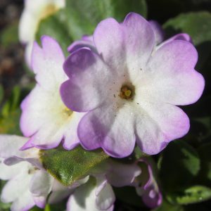 Primula allionii x Whaefedale Ling – Bild 3