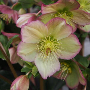 Helleborus x glandorfensis Ice N Roses' Rosalie ' ® – Bild 3