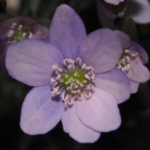 Hepatica nobilis Ballkleid Weiß JP