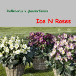 Angebot I Ice N Roses Kopie