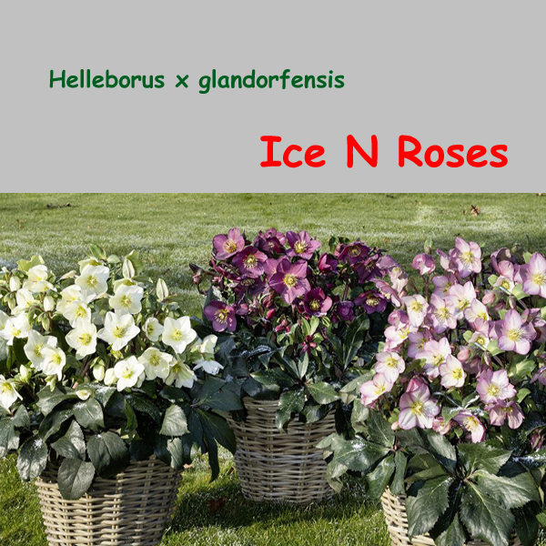 Angebot : Helleborus x glandorfensis Ice N Roses