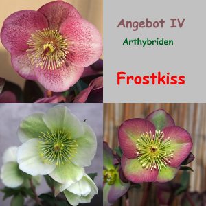 Angebot IV : Helleborus Frostkiss