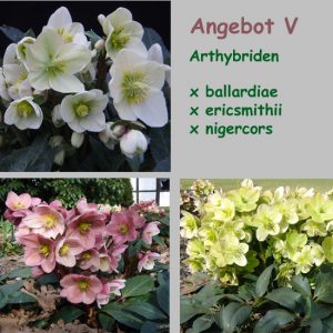 Angebot V : Helleborus Arthybriden