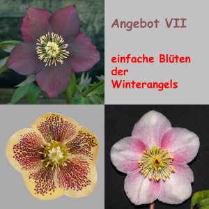 Angebot : Helleborus einfach blühende Winterangels