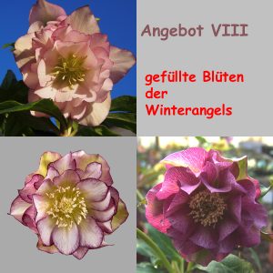 Angebot : Helleborus gefüllte Winterangels