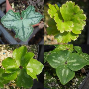 Hepatica nobilis f. crenatiloba Unsortiert