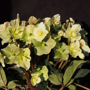Helleborus x ballardiae ' HGC Cinnamon Snow ' ® – Bild 2