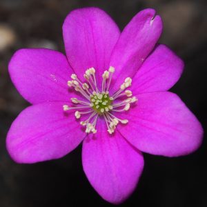 Hepatica japonica Collin Masson