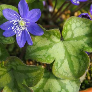 Hepatica nobilis f. crenatiloba Cremar 400 Blau