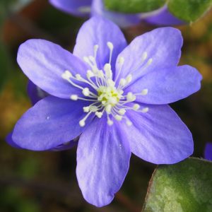 Hepatica nobilis f. crenatiloba Cremar 400 Blau – Bild 3