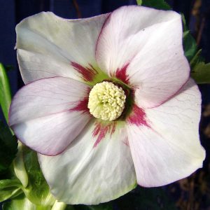 Helleborus x orientalis ' White, dark Center '