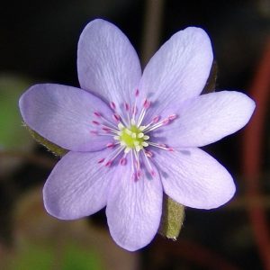 Hepatica japonica f. japonica Kichi JP