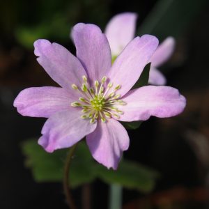 Hepatica x media Doria OB – Bild 2