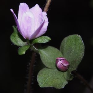 Hepatica x media Doria OB – Bild 3